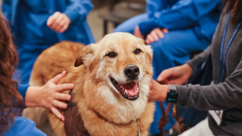 Dog enjoying being pet